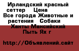 Ирландский красный сеттер. › Цена ­ 30 000 - Все города Животные и растения » Собаки   . Ханты-Мансийский,Пыть-Ях г.